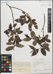 Foto von Salix pentandra L.